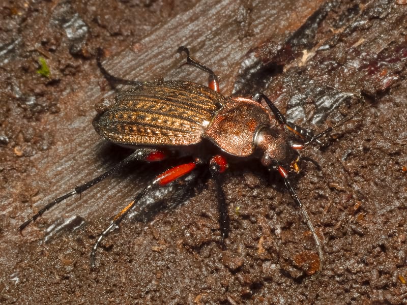 cancellatus Illiger, 1798